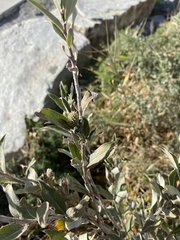 Salix brachycarpa