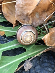 Cepaea