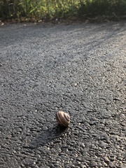 Cepaea