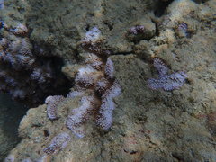 Montipora capitata
