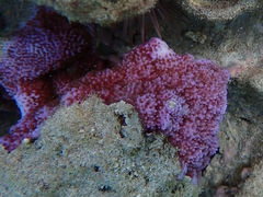 Montipora flabellata