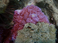 Montipora flabellata
