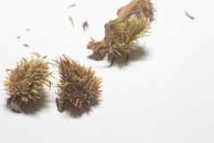 Sycophila quercilanae