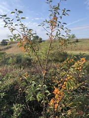 Amygdaloideae