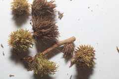 Sycophila quercilanae