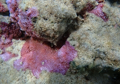Montipora flabellata