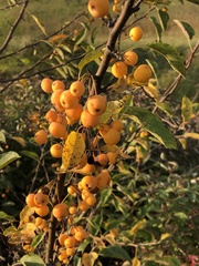 Amygdaloideae