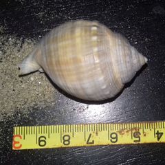 Galeodea echinophora