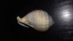 Galeodea echinophora