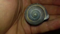 Galeodea echinophora