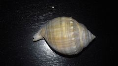 Galeodea echinophora