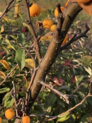 Amygdaloideae