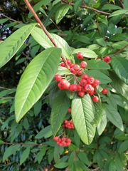 Cotoneaster × watereri