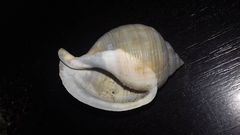 Galeodea echinophora