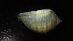 Galeodea echinophora