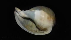 Galeodea echinophora