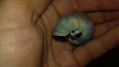 Galeodea echinophora