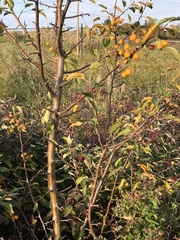 Amygdaloideae