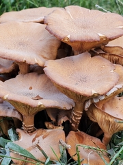 Desarmillaria caespitosa