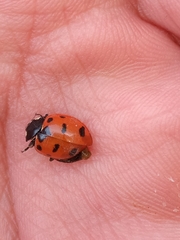 Coccinella nugatoria