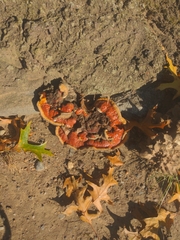 Ganoderma sessile