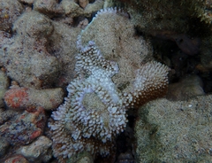 Montipora capitata