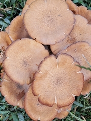 Desarmillaria caespitosa