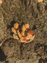 Ganoderma sessile