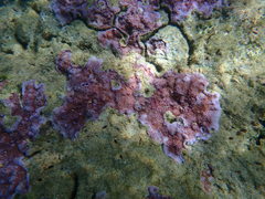 Montipora flabellata