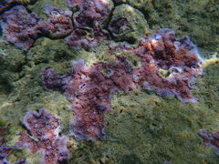 Montipora flabellata