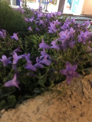Campanula
