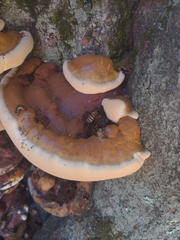 Ganoderma sessile