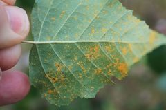 Melampsoridium betulinum