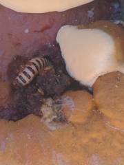Ganoderma sessile