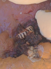 Ganoderma sessile