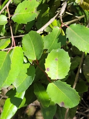Azara petiolaris