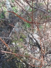 Geothlypis tolmiei