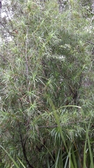 Dracophyllum sinclairii