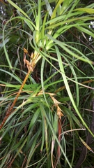 Dracophyllum sinclairii