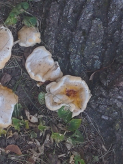Fungi