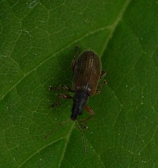 Phyllobius oblongus