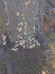 Fungi