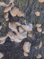 Fungi