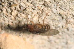 Drosophila funebris