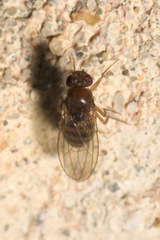 Drosophila funebris