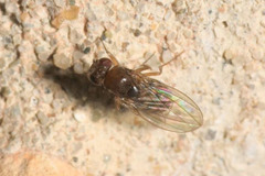 Drosophila funebris