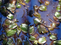 Potamogeton suboblongus