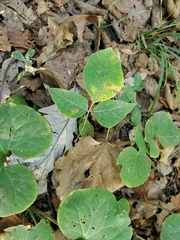 Toxicodendron radicans