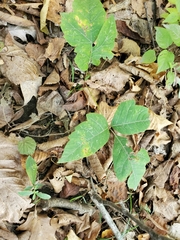 Toxicodendron radicans