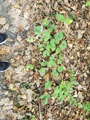 Toxicodendron radicans